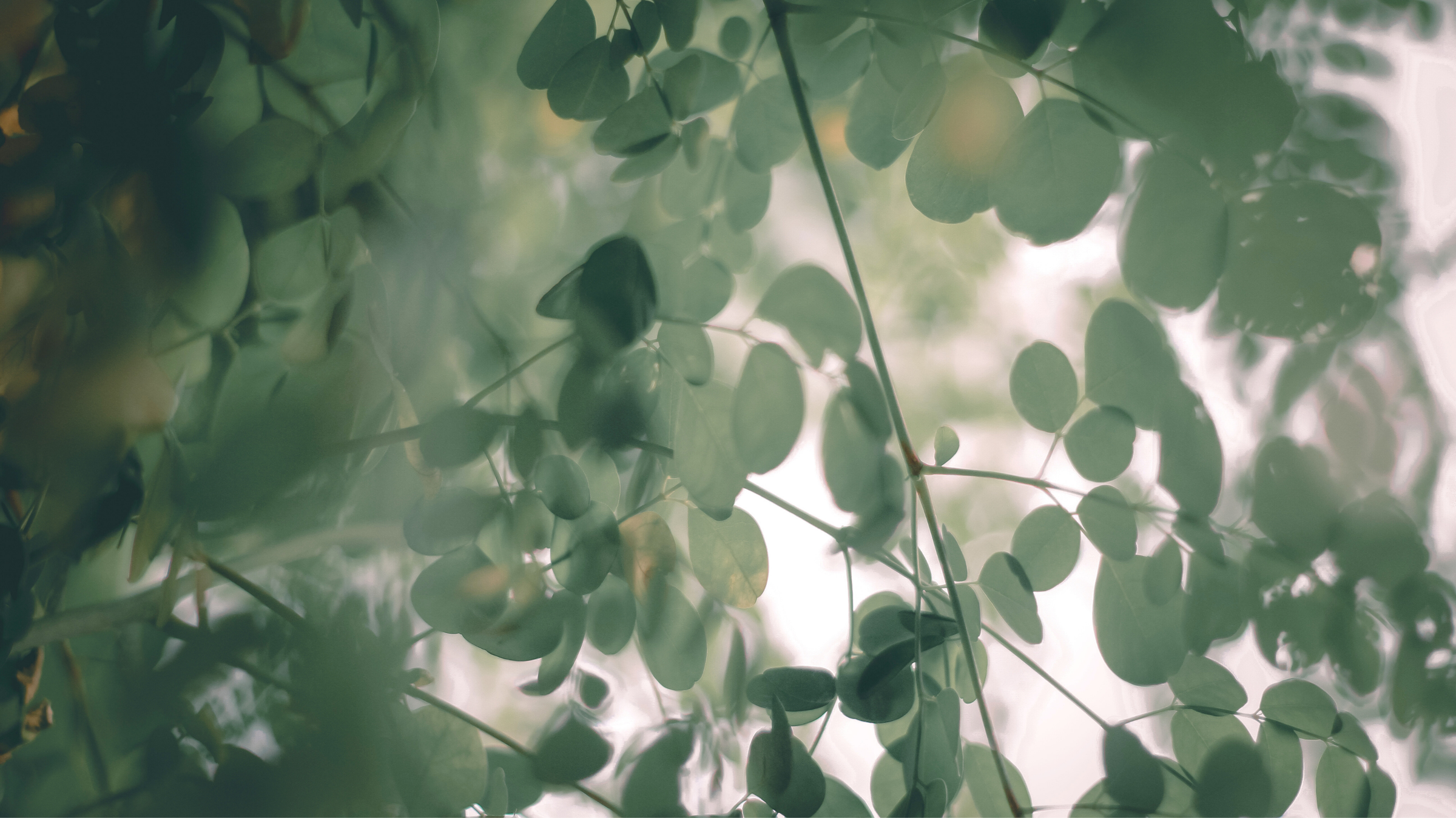 sixdoves blog. Real stories of hope, healing, and the heart behind sixdoves